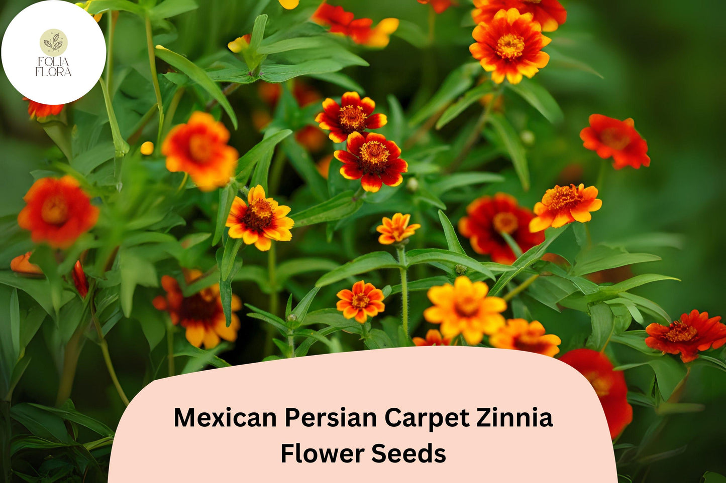 100+ Mexican Persian Carpet Zinnia Seeds – Colorful Dwarf Mix for Garden Beds, Borders & Containers