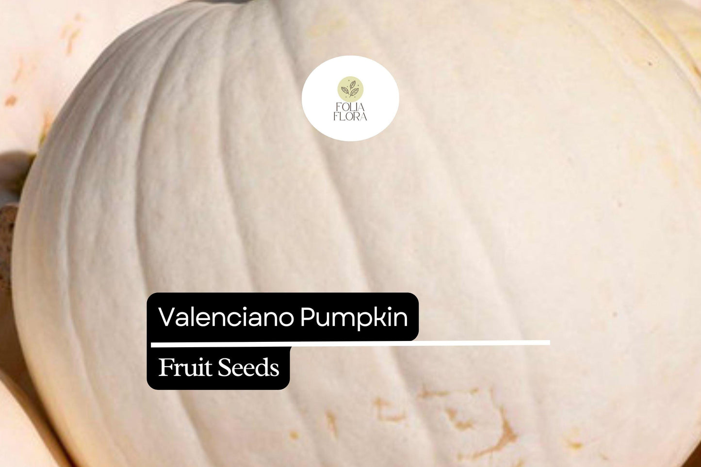 5 Seeds Valenciano Pumpkin (Cucurbita pepo) – Classic White Heirloom Pumpkin for Decoration & Cooking