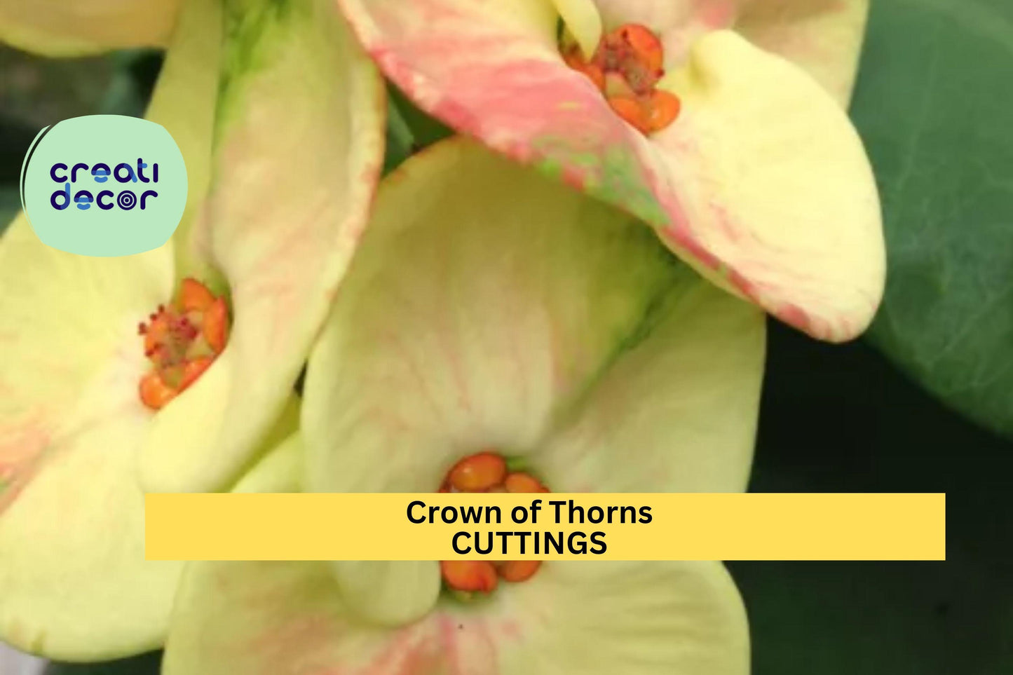 1 Thai Hybrid Crown of Thorns 'Chloe' | Euphorbia milii Rooted Cutting | Rare Bloom Variety | Indoor Flowering Succulent