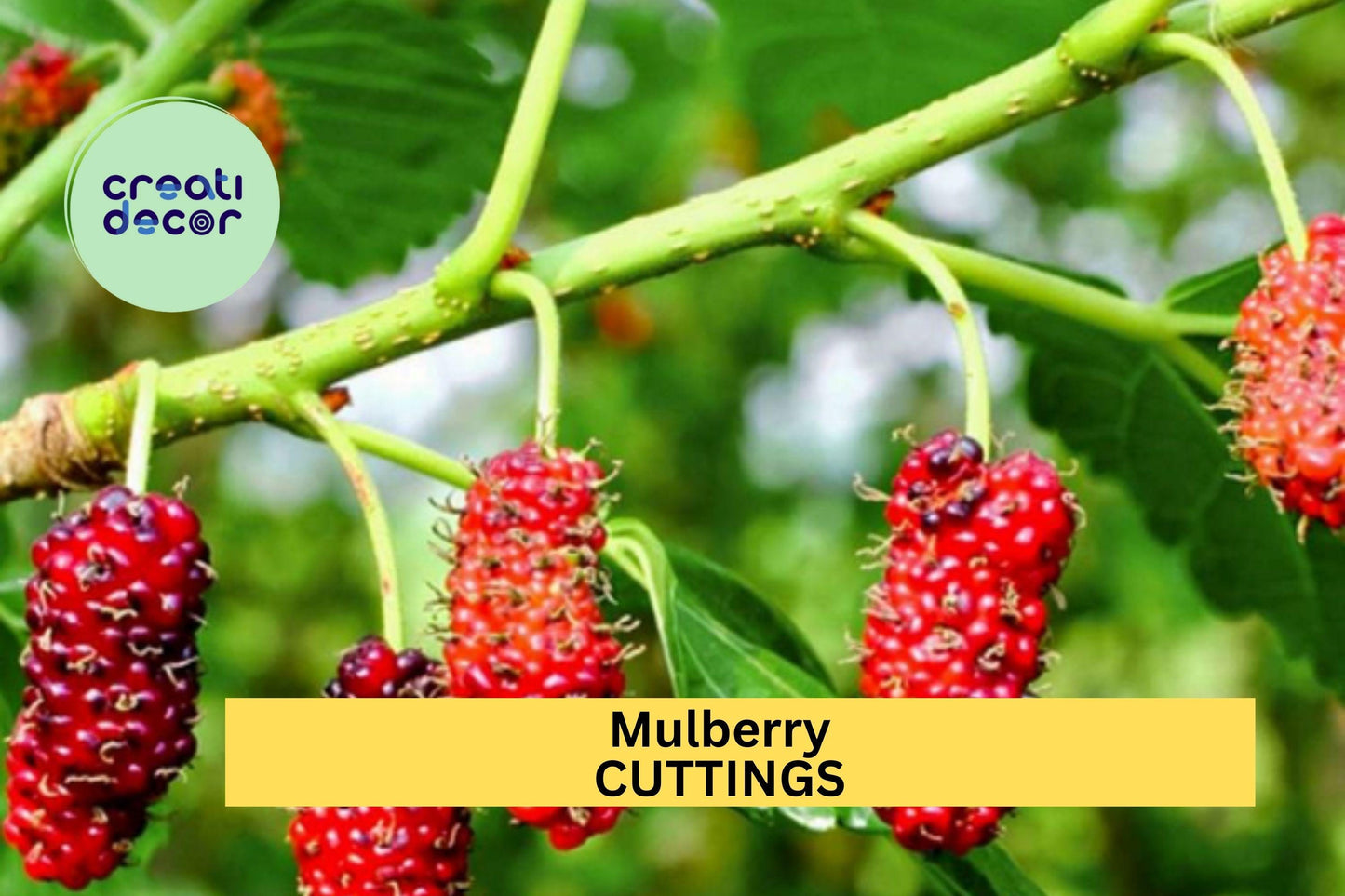 10 Organic Mulberry Cuttings – Unrooted 8"+ Hardwood Stems for Grafting or Propagation – Sweet Fruit Variety – Wholesale Lot – USA