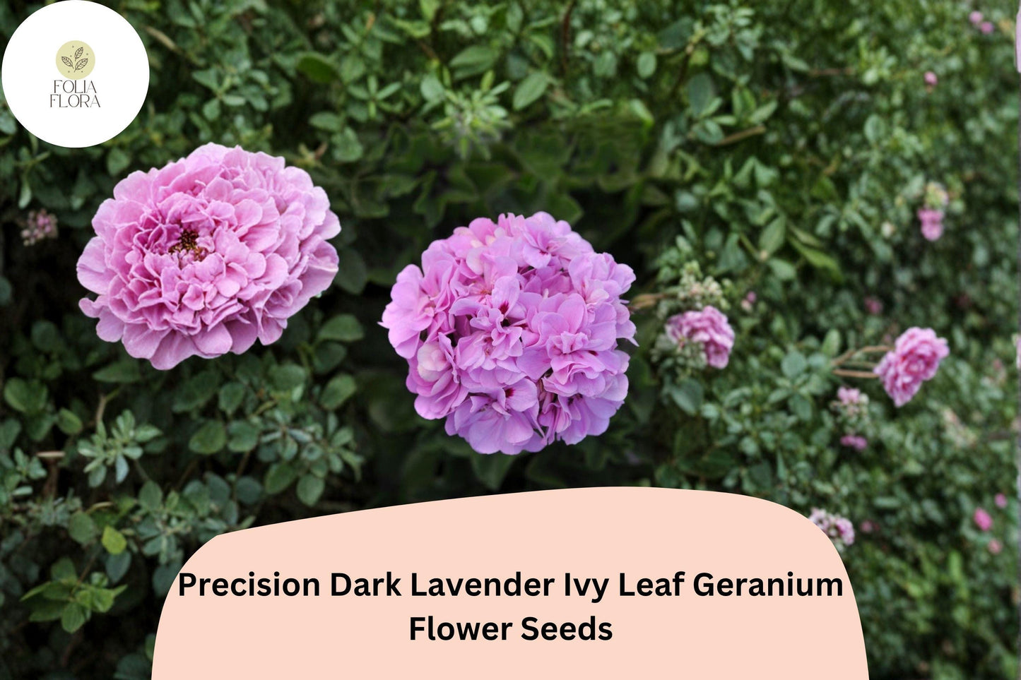 25+ Precision Dark Lavender Ivy Leaf Geranium Seeds | Trailing Geranium | Lavender Blooms for Hanging Baskets