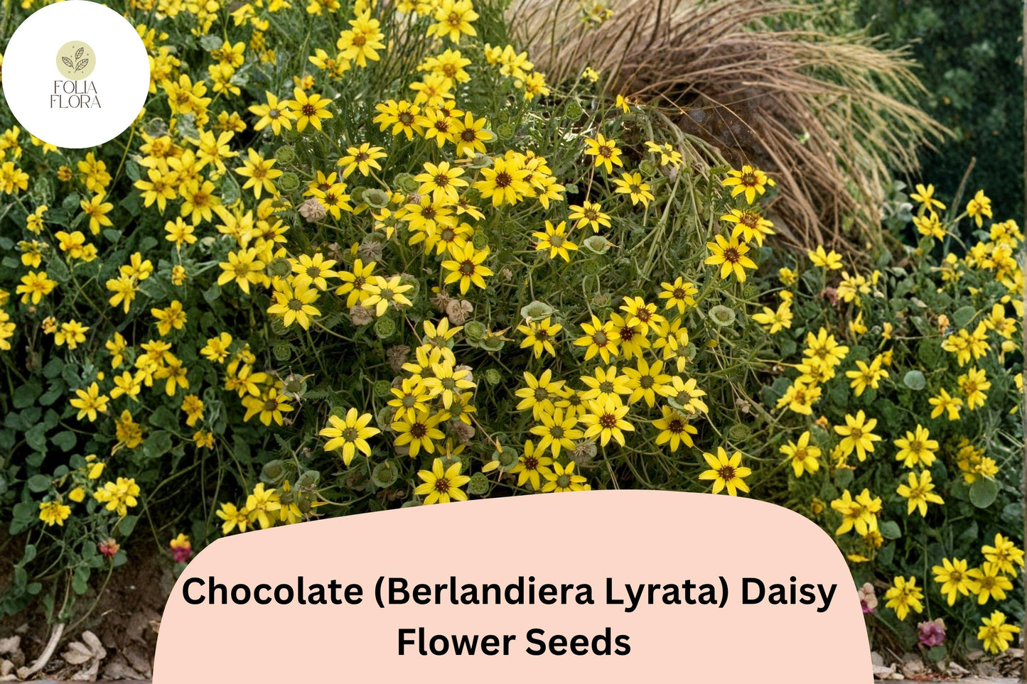 200+ Chocolate Daisy Seeds | Berlandiera lyrata | Fragrant Yellow-Brown Wildflower for Garden Planting | NON-GMO