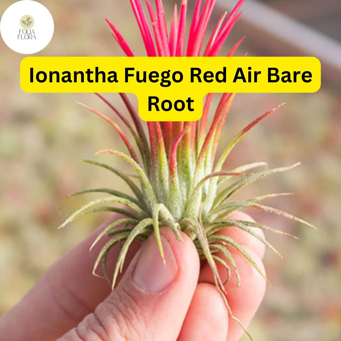 5 Bare Root Ionantha Fuego Red Air Plants, Low Maintenance, Exotic Variety, Tillandsia