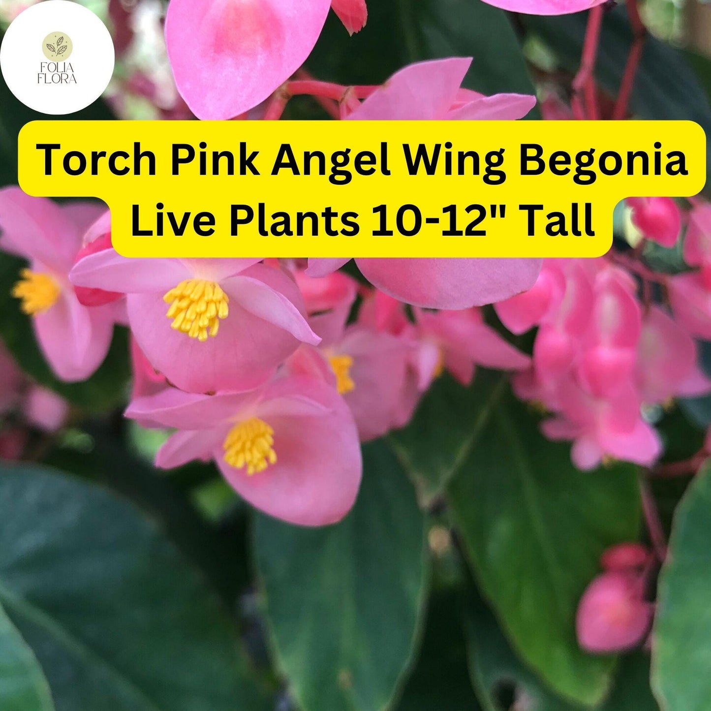 1 Torch Pink Angel Wing Begonia - Live Plant 10-12" Tall in 4" Pot - Stunning Foliage & Pink Blooms
