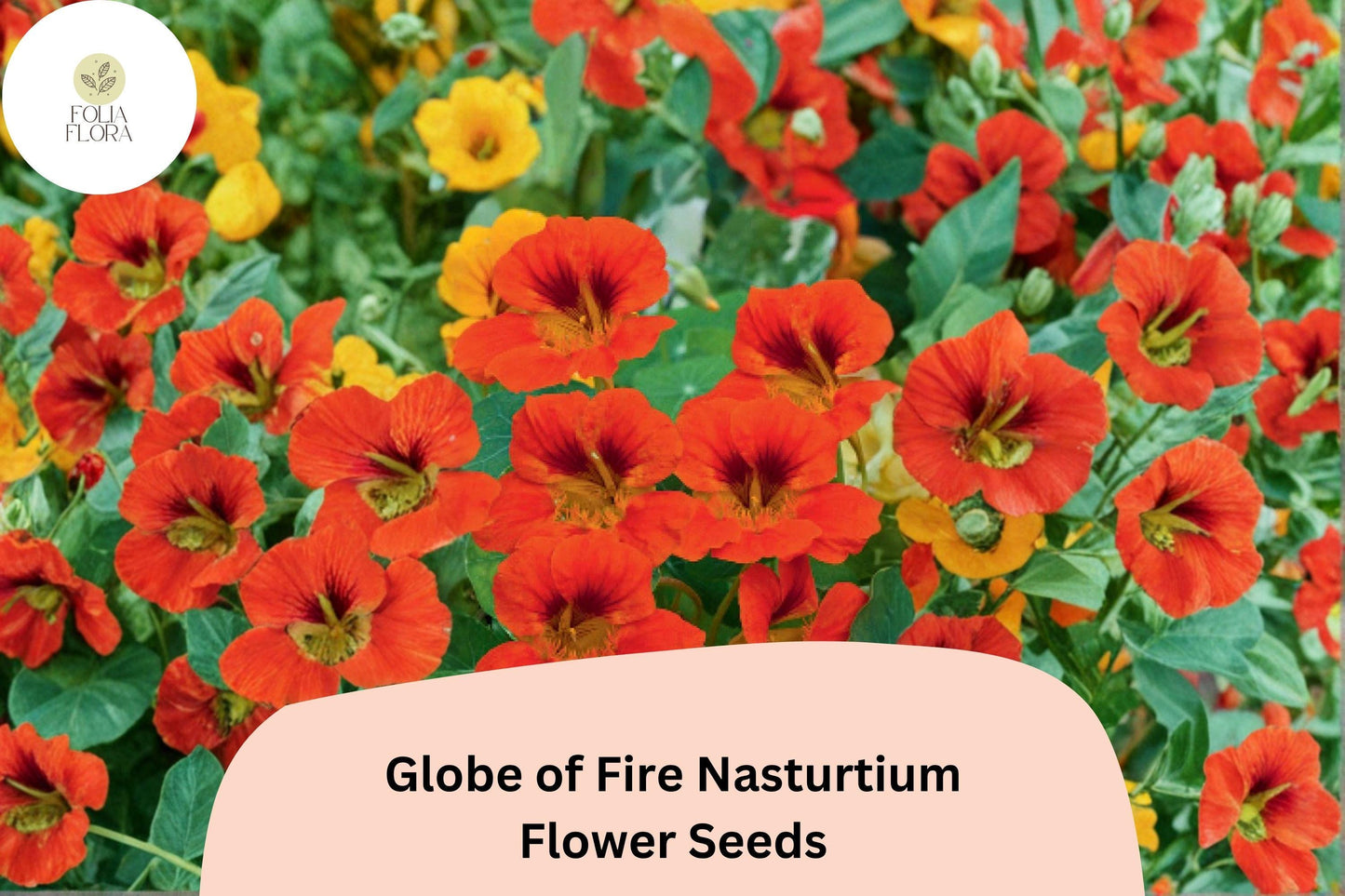 50+ Globe of Fire Nasturtium Seeds | Tropaeolum majus | Bright Red-Orange Blooms