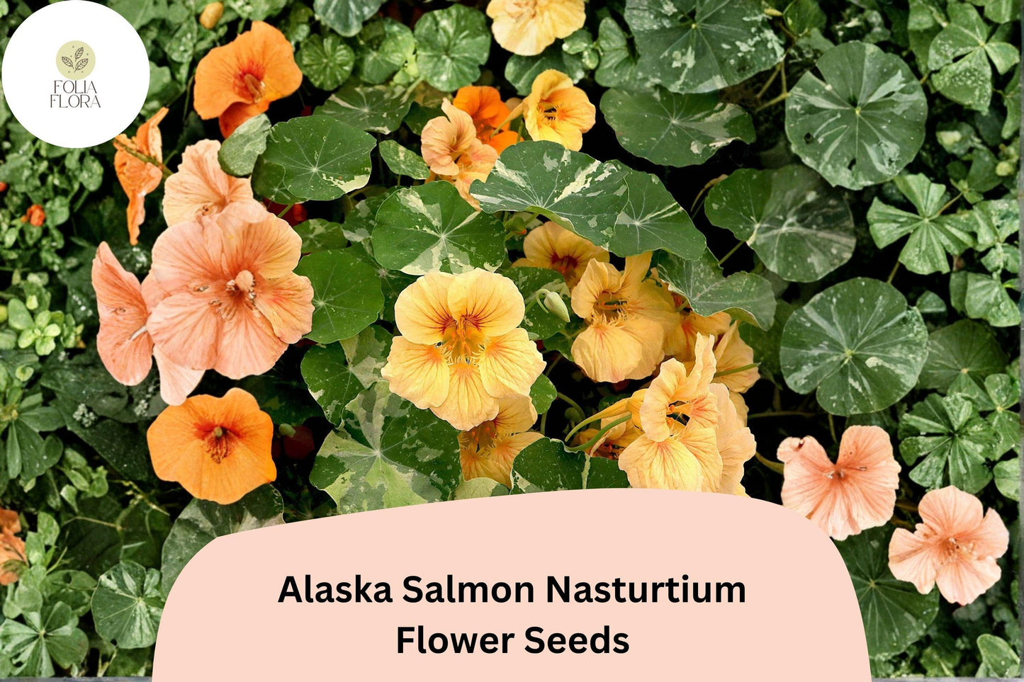 50+ Alaska Salmon Nasturtium Seeds | Tropaeolum majus | Salmon Orange Flowers & Variegated Foliage