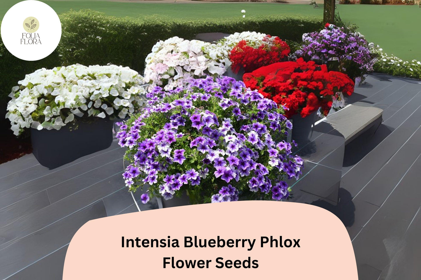 100+ Intensia Blueberry Phlox Seeds – Garden Flower Seeds for Planting, Phlox hybrida