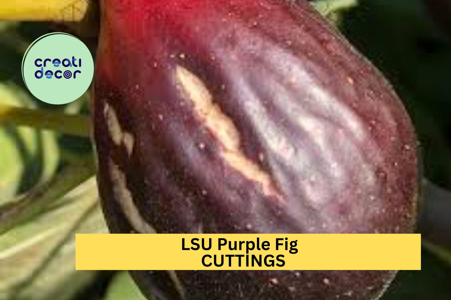 5 LSU Purple Fig Scion Cuttings – Unrooted Hardwood for Grafting or Propagation, Sweet Southern Variety for Home Orchards – USA