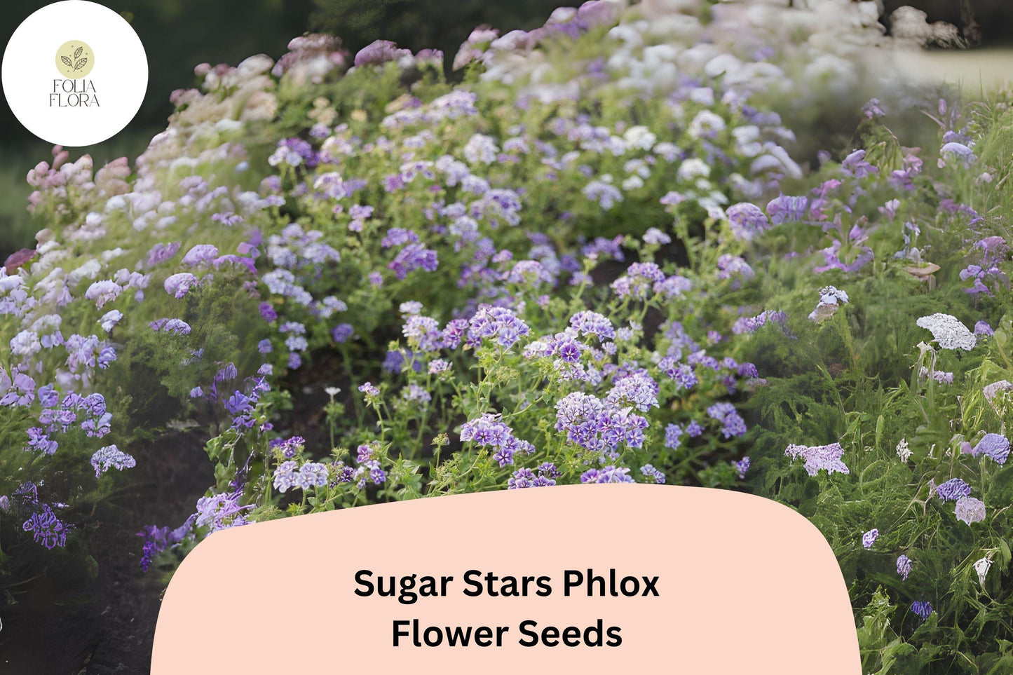 100+ Sugar Stars Phlox Seeds – Violet Blue Garden Flower Seeds for Planting, Phlox drummondii