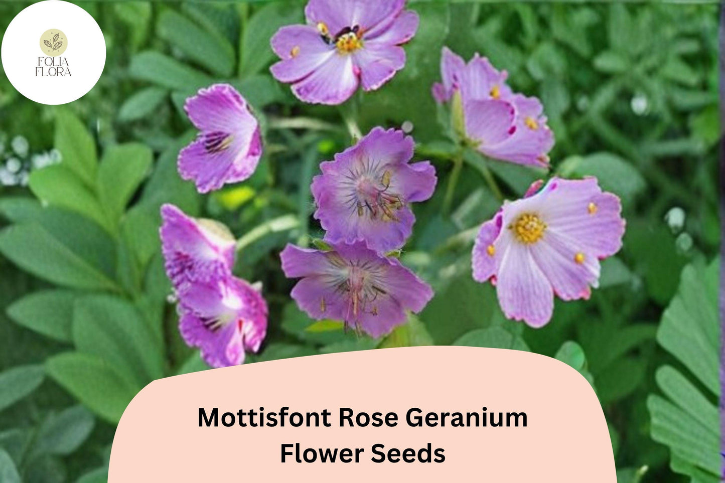 25+ Mottisfont Rose Geranium Seeds | Hardy Perennial | Pink Geranium Blooms for Garden Borders & Pollinator Gardens