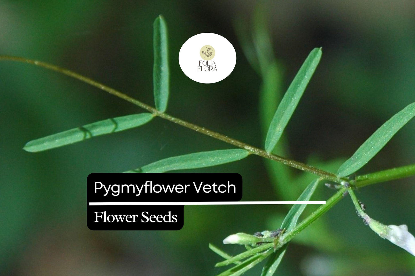 Pygmyflower Vetch Seeds (Vicia minutiflora) | 15 Seeds | Pollinator-Friendly Wildflower | Ground Cover