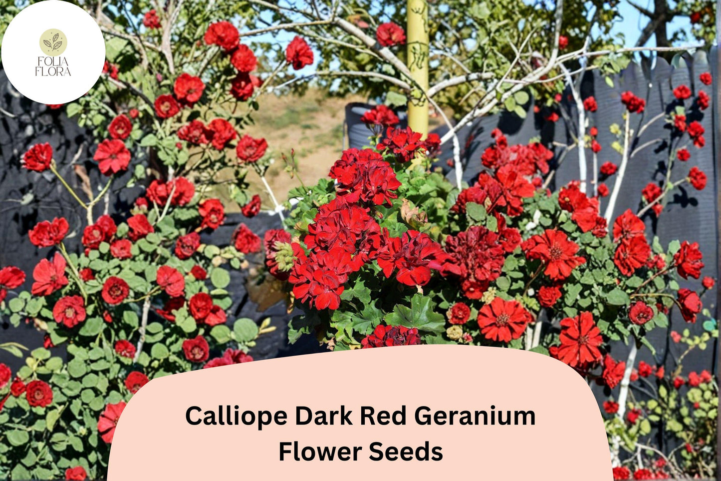 25+ Calliope Dark Red Geranium Seeds | Deep Red Hybrid Zonal Ivy Geranium | Long Blooming Garden Flower