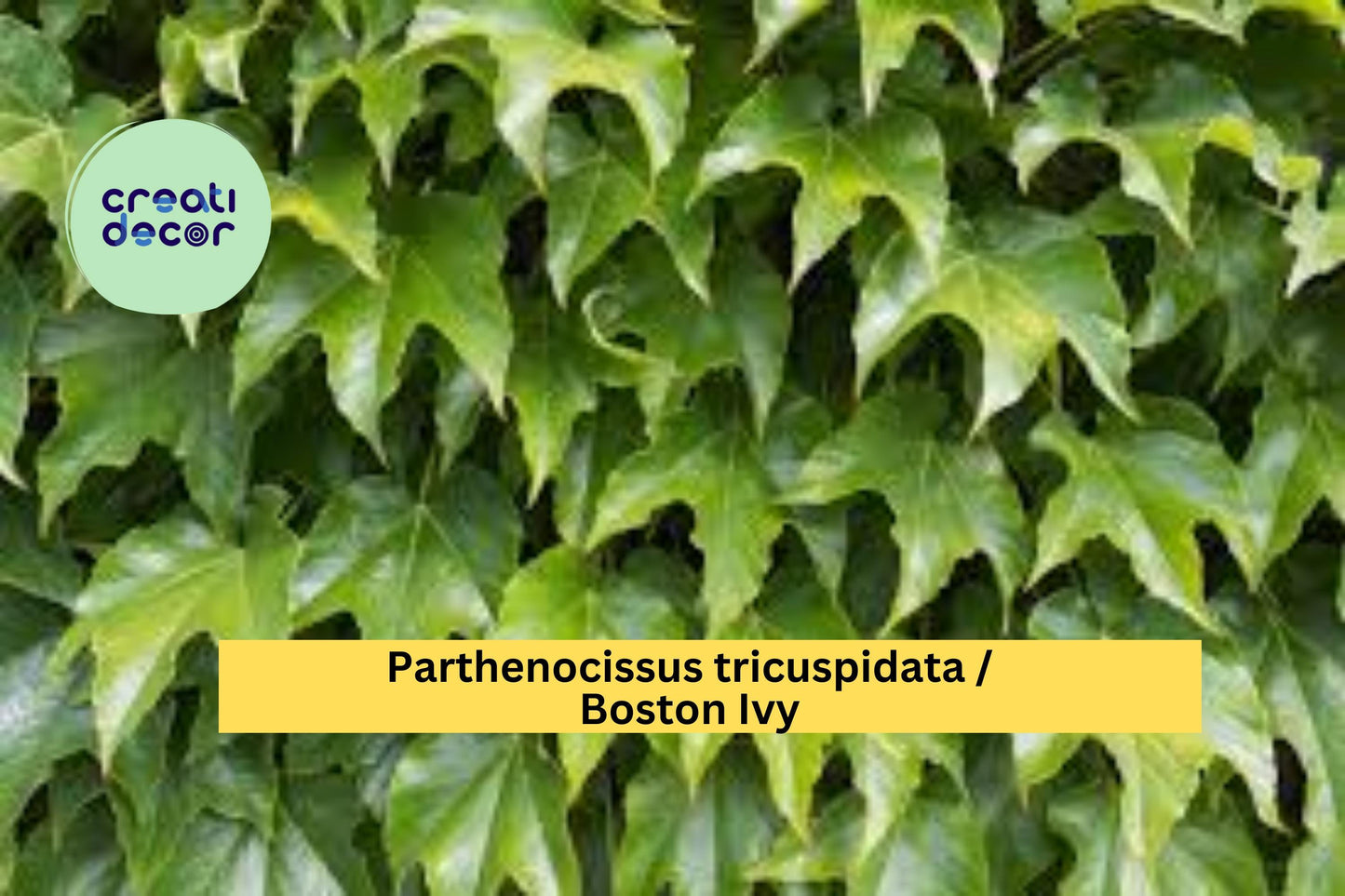 Boston Ivy Seeds Parthenocissus tricuspidata 10 Count Climbing Vine Garden Plant Seeds Fall Color Vine