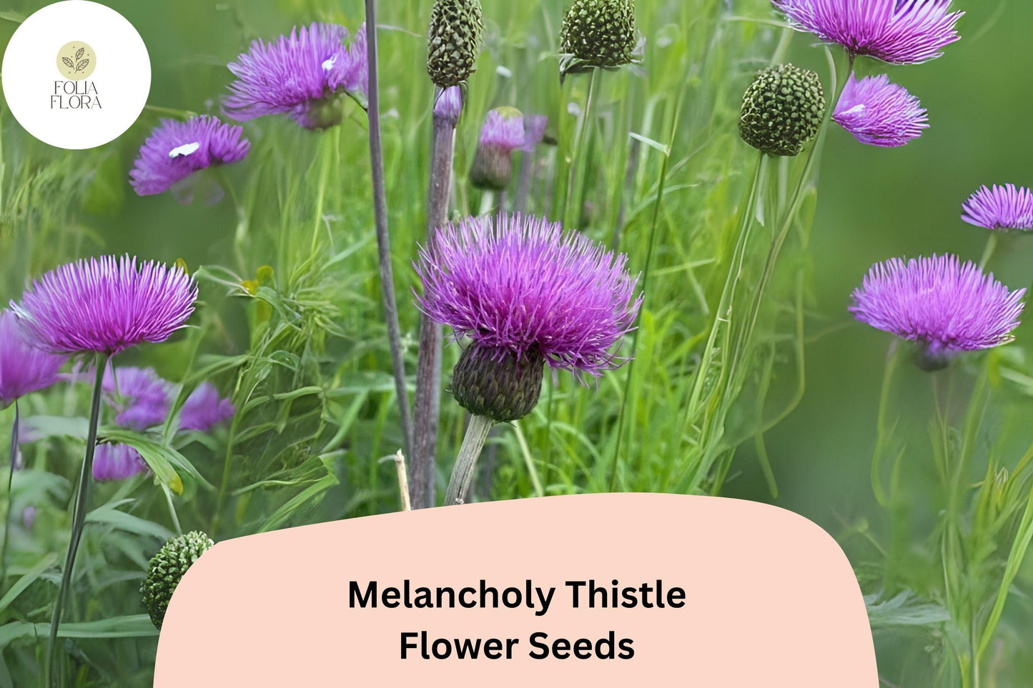 200+ Melancholy Thistle Seeds | Cirsium heterophyllum | Pollinator-Friendly Purple Flowers | Ornamental Garden Plant