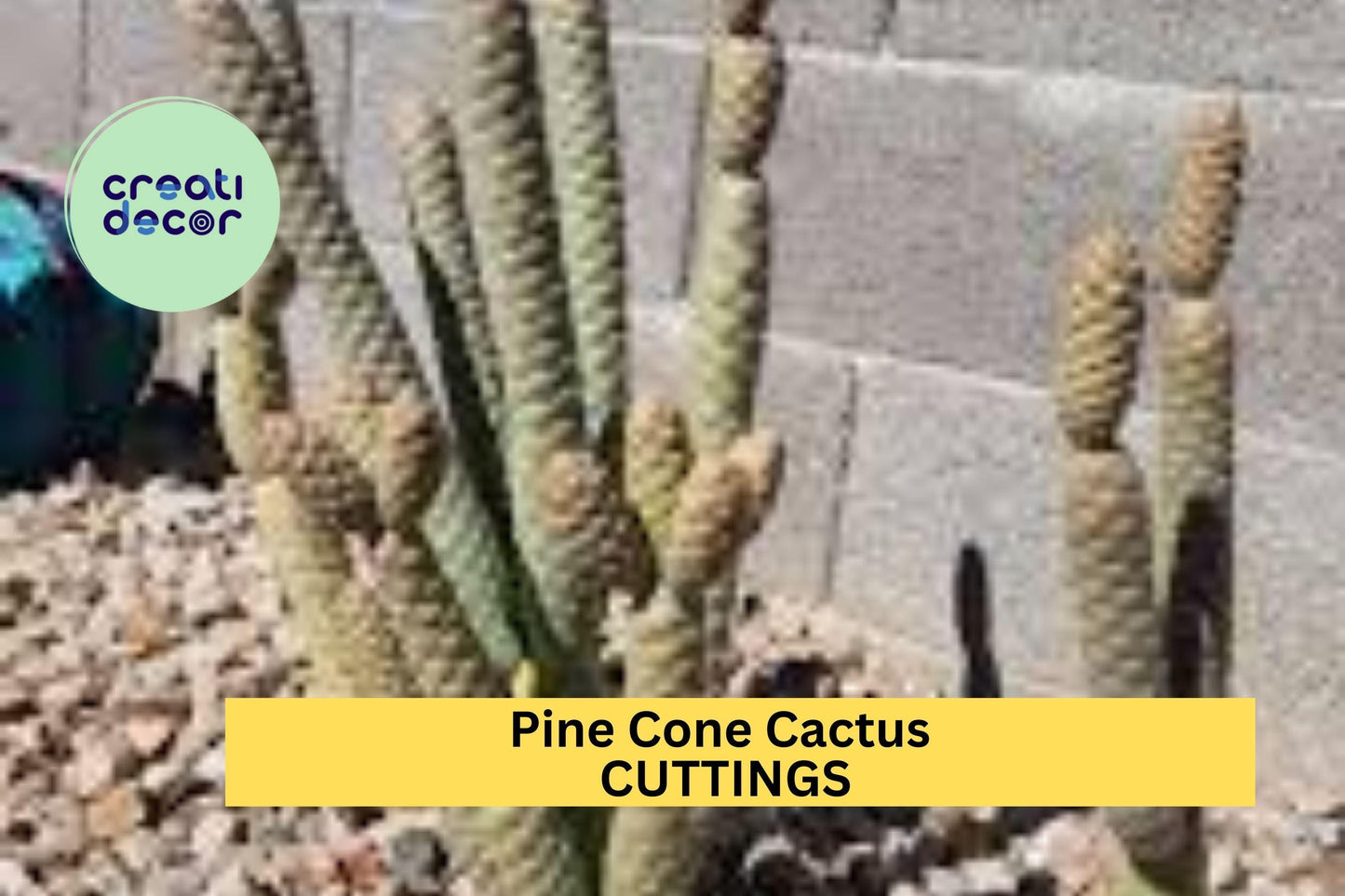 Live Pine Cone Cactus Cutting – 1 Fresh Segment Ready to Grow – Unique Succulent for Containers or Rock Gardens – USA
