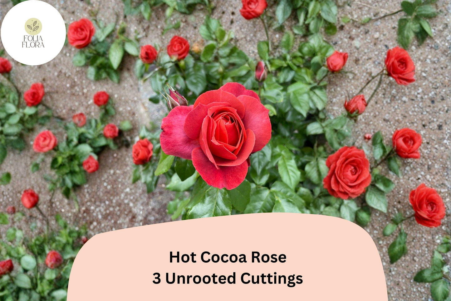 Hot Cocoa Rose Cuttings – 3 Unrooted Rare Red Rose Cuttings for Rooting or Grafting