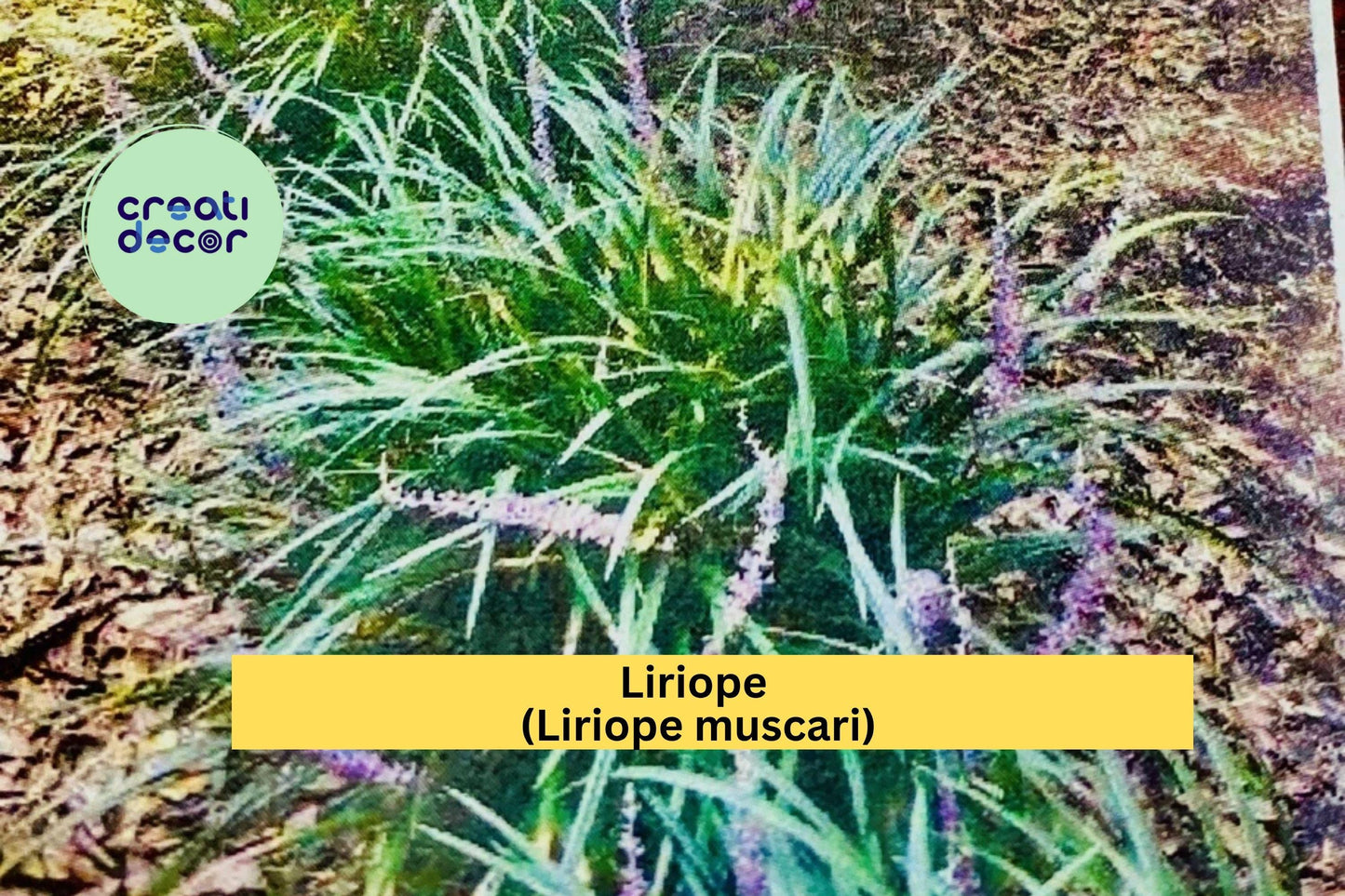 Liriope (Liriope muscari) – 15 Rooted Starter Plugs – “Monkey Grass” Lilyturf Groundcover for Borders & Landscaping