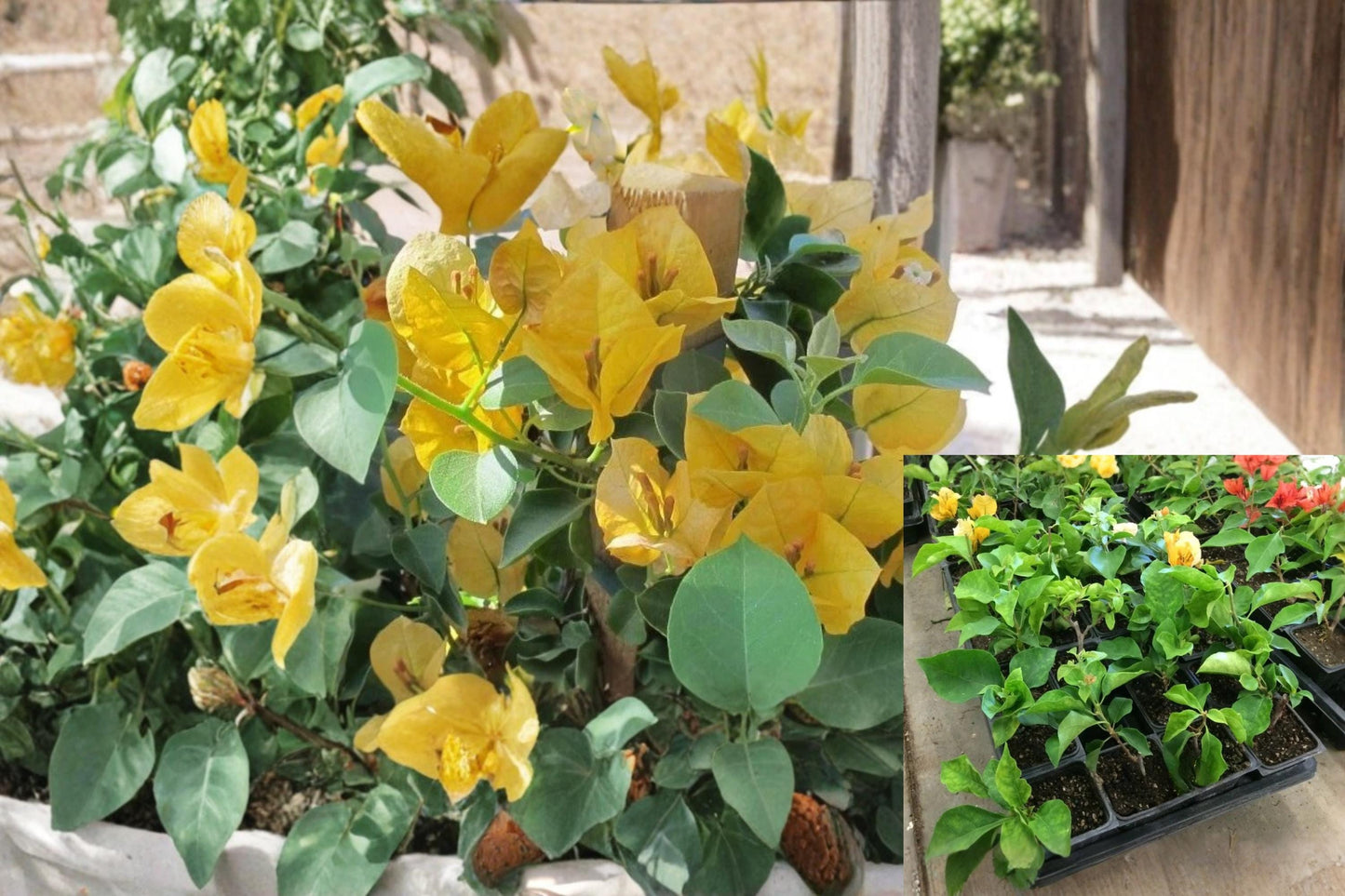 Bougainvillea California Gold 1 Rooted Cutting (Bougainvillea) Live Plant