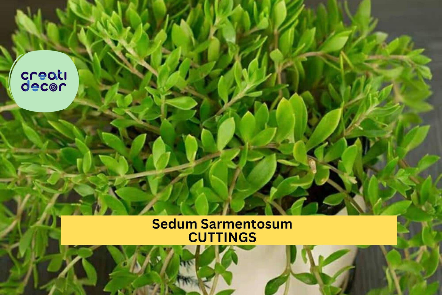 50 Sedum Sarmentosum Cuttings | Fast Growing Creeping Ground Cover | Perennial Succulent | Live Cuttings for Gardens & Pots
