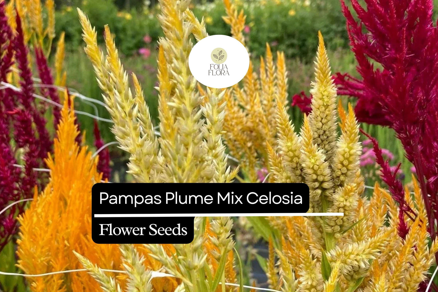 Pampas Plume Mix Celosia (Celosia argentea) | 50-1000 Seeds – Colorful Feathery Plumes for Vibrant Gardens