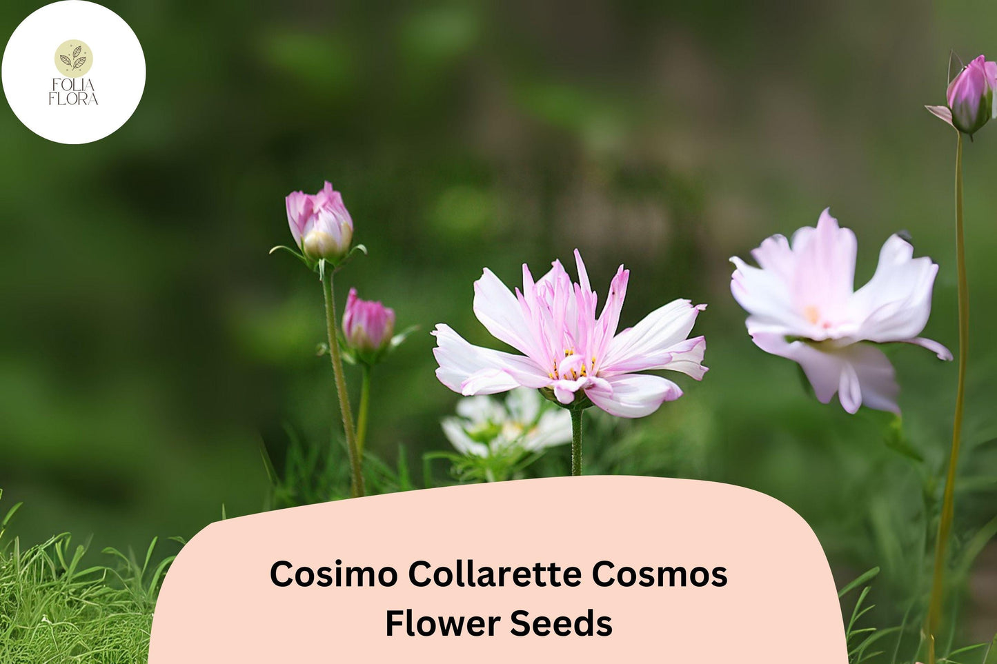200+ Cosimo Collarette Cosmos Seeds | Cosmos Bipinnatus Unique Collarette Blooms Annual Flowers