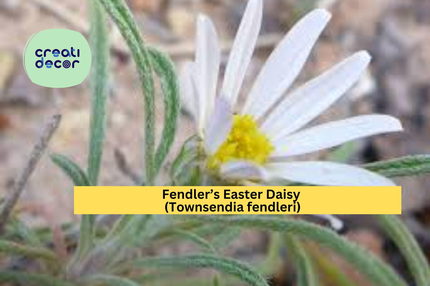 Fendler’s Easter Daisy Seeds (Townsendia fendleri) – 100 Native Perennial Seeds | Drought-Tolerant | Compact Rock Garden Flower