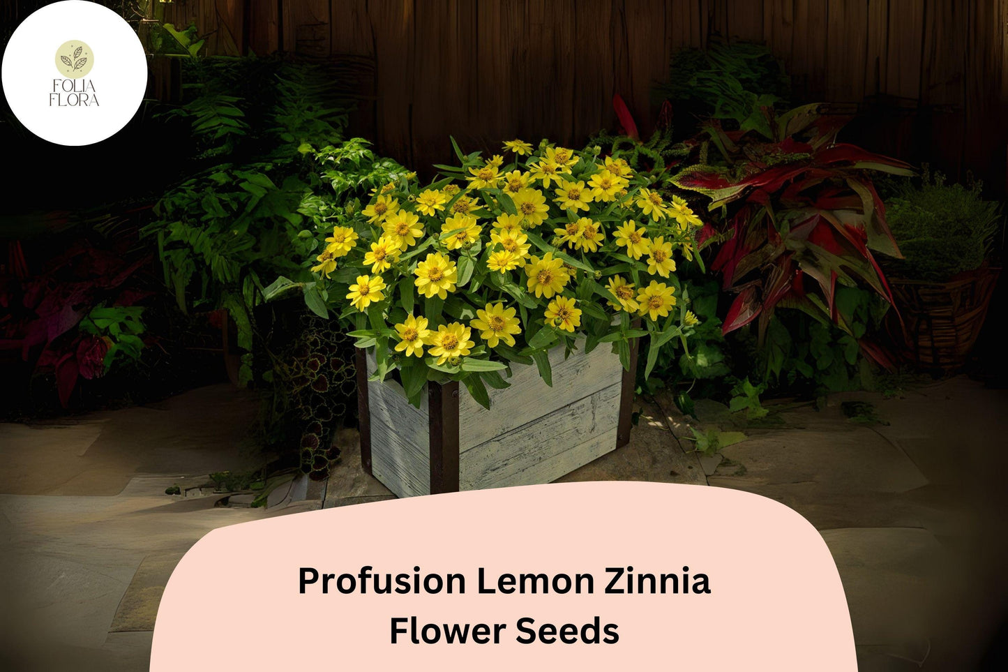 100+ Profusion Lemon Zinnia Seeds – Bright Yellow Blooms for Garden Planting, Beds & Borders
