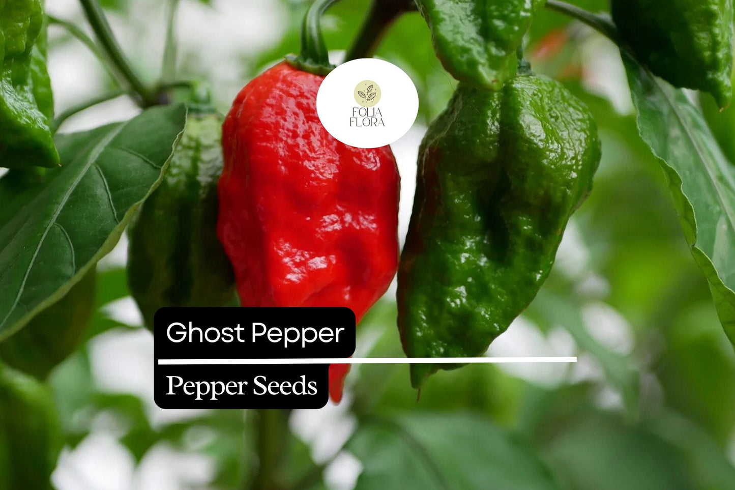 10 Seeds Ghost Pepper, Bhut Jolokia, Fiery Hot Chili Pepper for Spicy Gardens