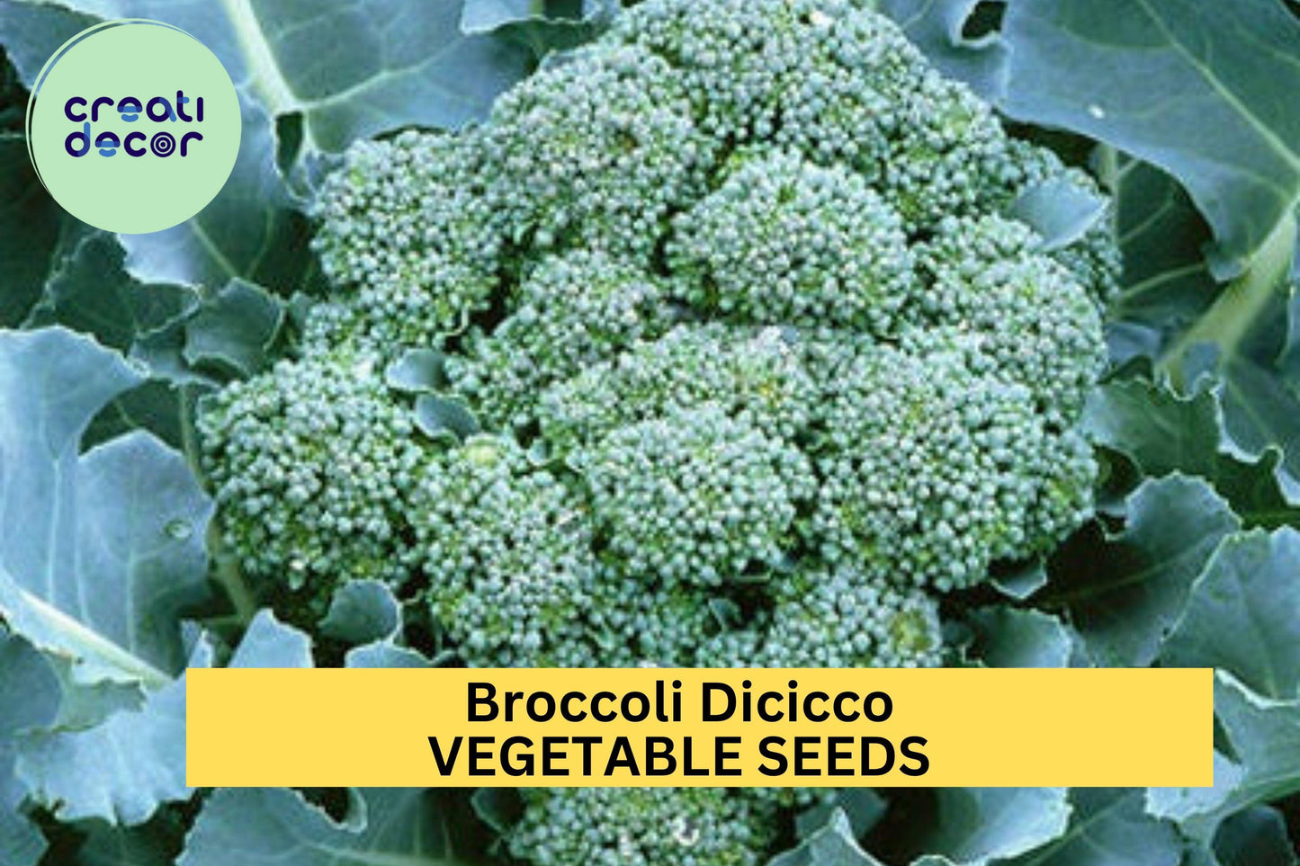 3pcs x 1g Broccoli Di Cicco Seeds – Italian Heirloom for Garden Beds, Raised Rows, or Container Vegetable Growing Seeds for Planting