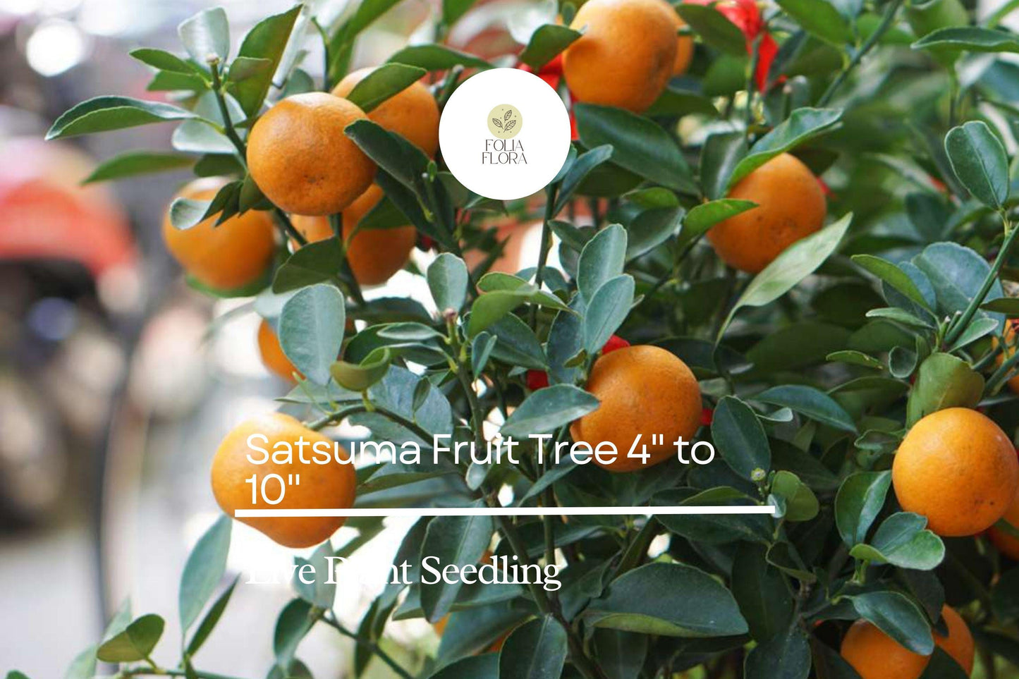 Satsuma Fruit Tree Citrus unshiu Live 4-10 Inch Seedling | Sweet Juicy Bare Root Orange Tree for Planting