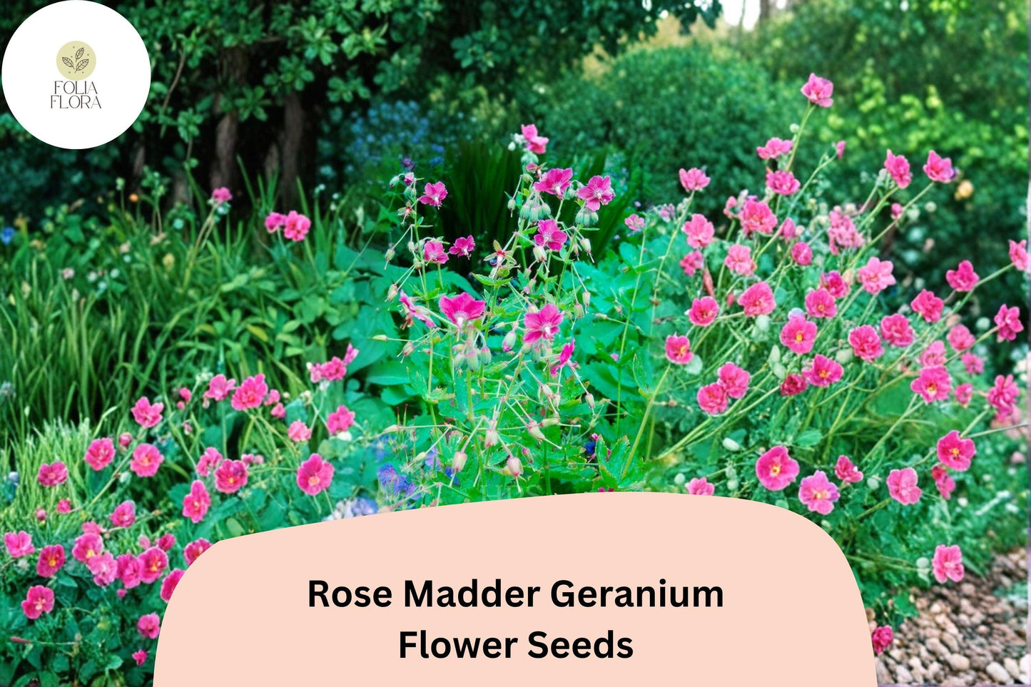 25+ Rose Madder Geranium Seeds | Pink Cranesbill | Geranium sanguineum Rose Madder Seeds for Garden Borders & Containers