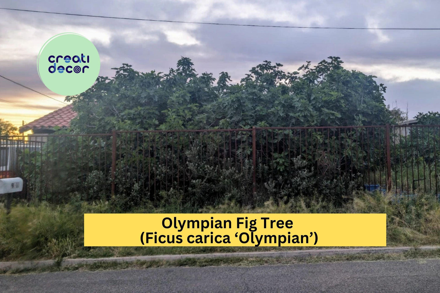 Olympian Fig Tree Cuttings | 10 Fresh Hardwood Stems for Rooting or Grafting | Ficus carica Starter for Home Orchards & Gardens
