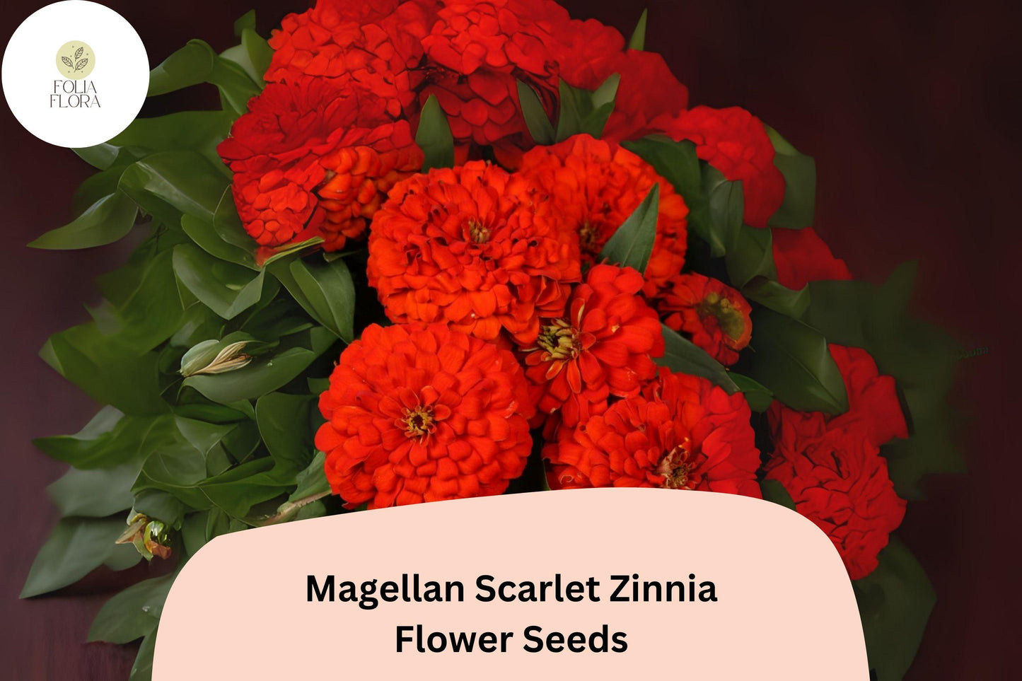 Magellan Scarlet Zinnia Seeds: Bold Red Blooms for Cutting Gardens