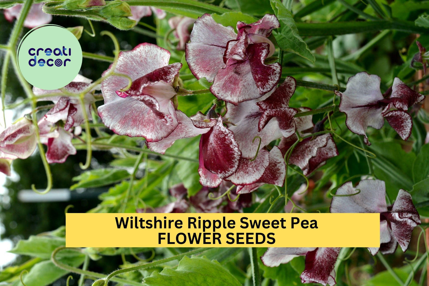 50+ Wiltshire Ripple Sweet Pea Seeds – Maroon & White Striped Fragrant Blooms for Garden Planting, Climbing Vines – USA