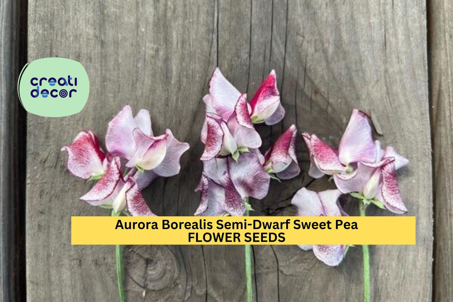 50+ Aurora Borealis Sweet Pea Seeds – Semi-Dwarf Fragrant Mix for Garden Planting, Compact Blooms for Borders & Pots – USA