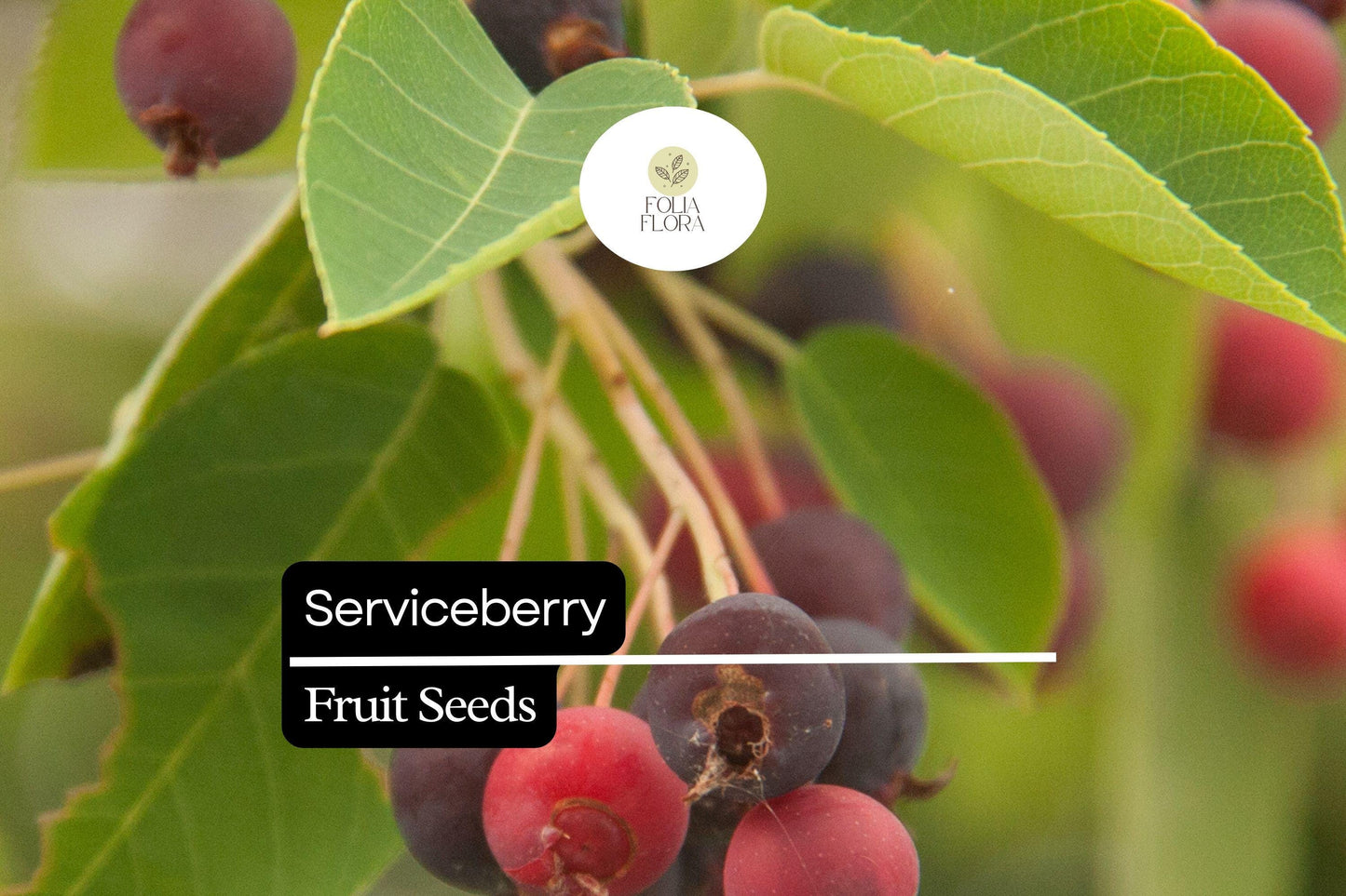 15 Seeds Serviceberry (Amelanchier arborea) | Edible Berries & Spring Blooms | Wildlife-Friendly, Drought-Tolerant, Native Tree