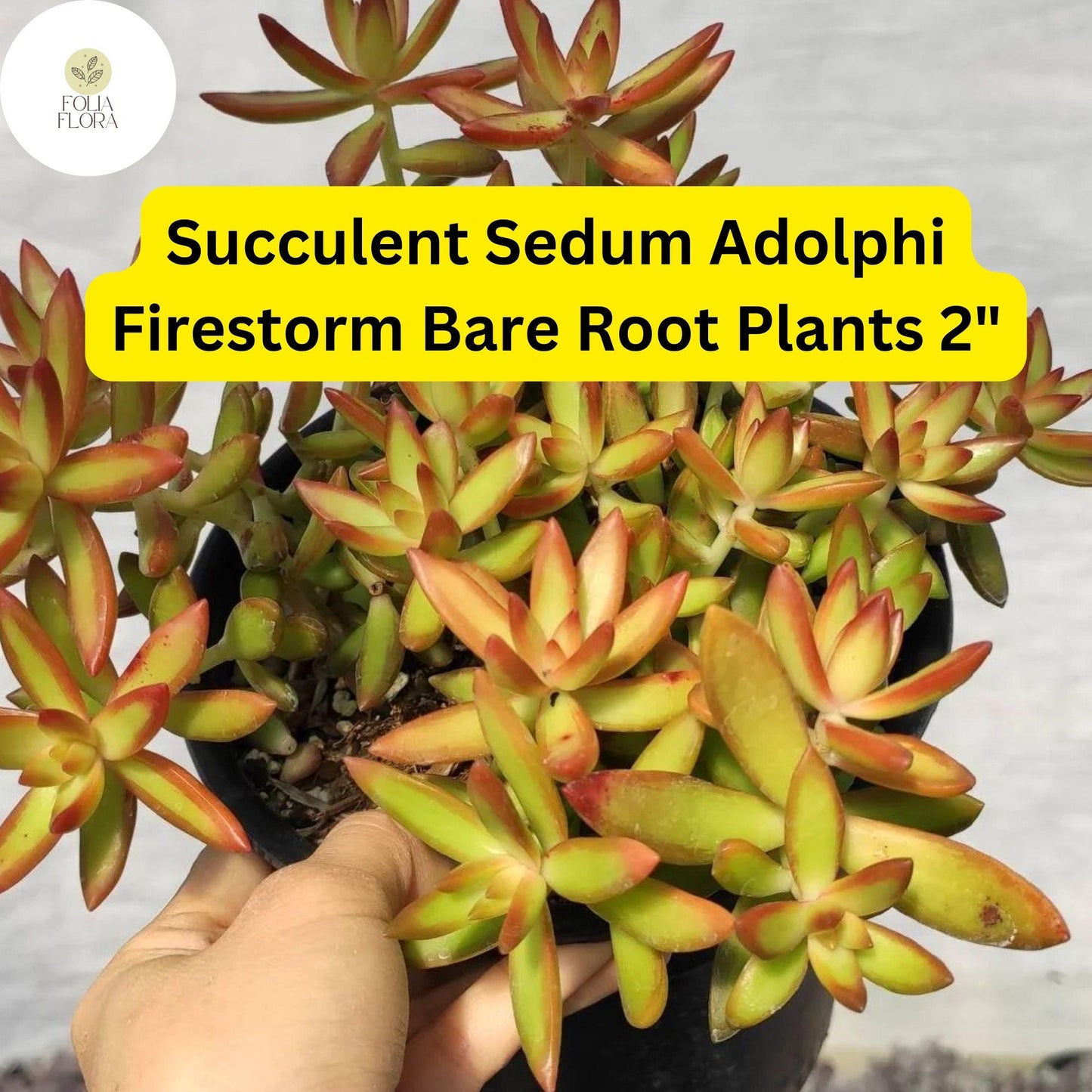 2 Bare Root Live Plants 2" Sedum adolphi ‘Firestorm’ Succulent | Red-Orange Edged Foliage | Easy Care