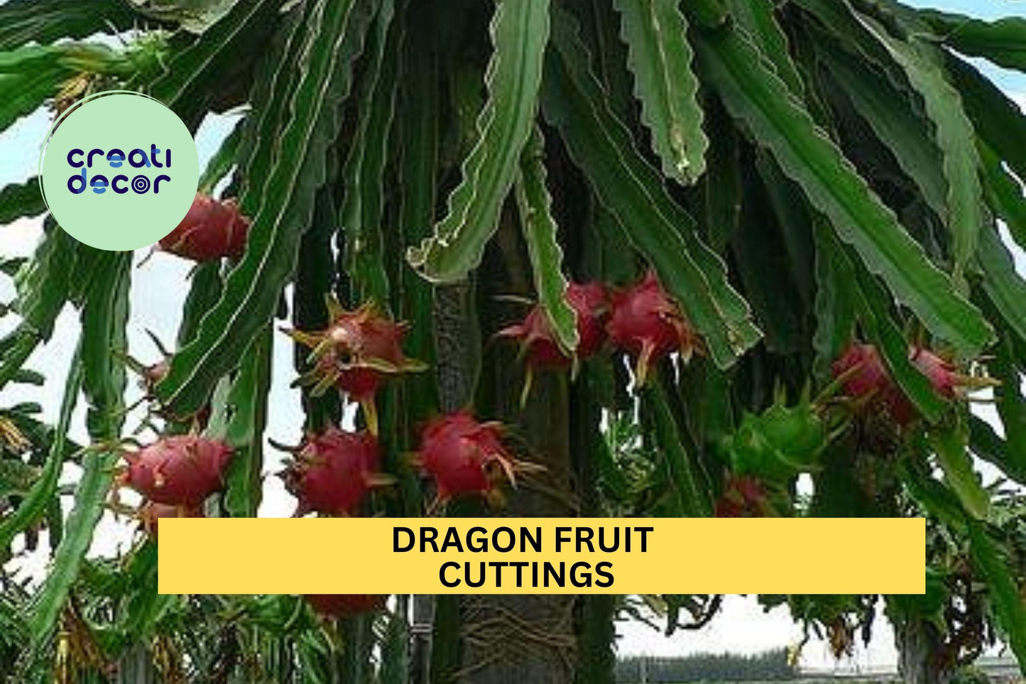 10 Dragon Fruit Cuttings – 10–14” Long | Hylocereus Climbing Cactus for Planting | Fast-Growing Tropical Plant for Pots or Garden Beds