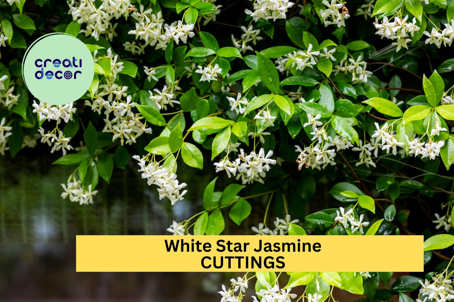 5 White Star Jasmine Cuttings – Fragrant Flowering Vine Starter for Garden, Fence or Pot – Easy to Root & Grow – USA