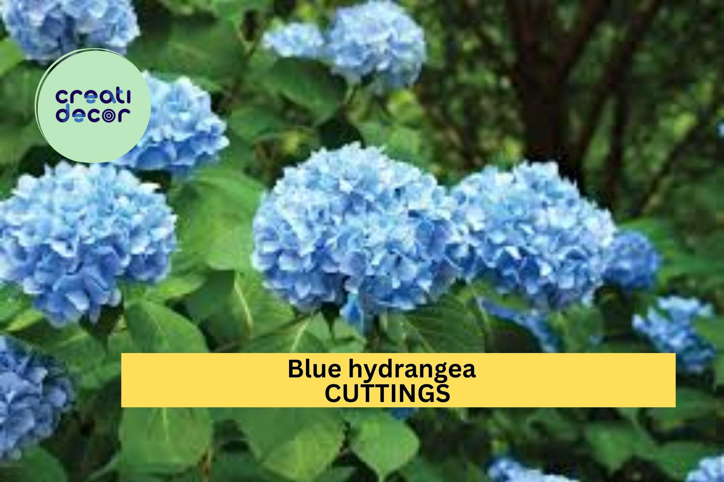 6 Blue Hydrangea Cuttings – Hydrangea macrophylla Fresh 6–8” Unrooted Stems for Propagation – Classic Garden Blooms – USA