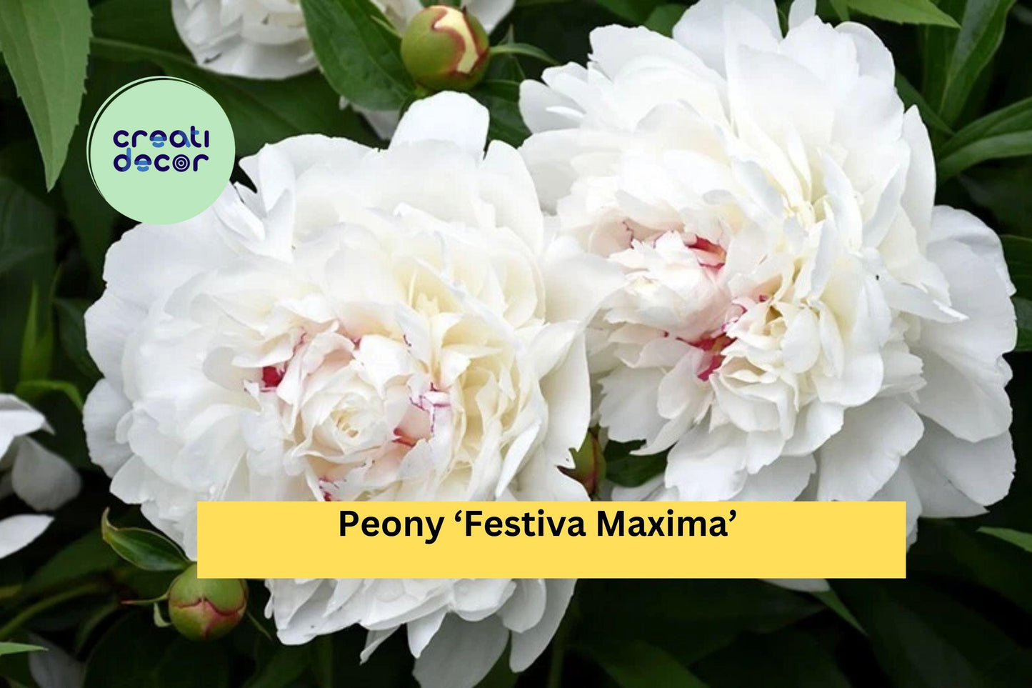 Peony ‘Festiva Maxima’ Live Plants | Bare Root Perennial | White Double-Bloom Peony for Outdoor Garden Borders & Cut Flower Gardens