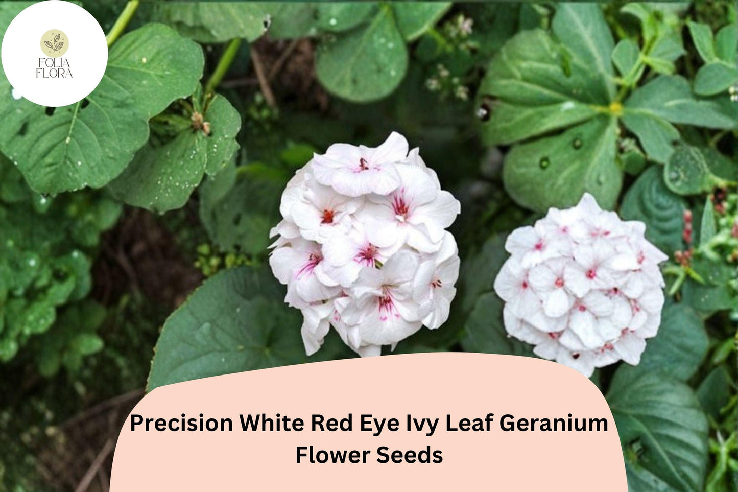 25+ Precision White Red Eye Ivy Leaf Geranium Seeds | Bicolor Trailing Geranium | Hanging Basket & Garden Flower