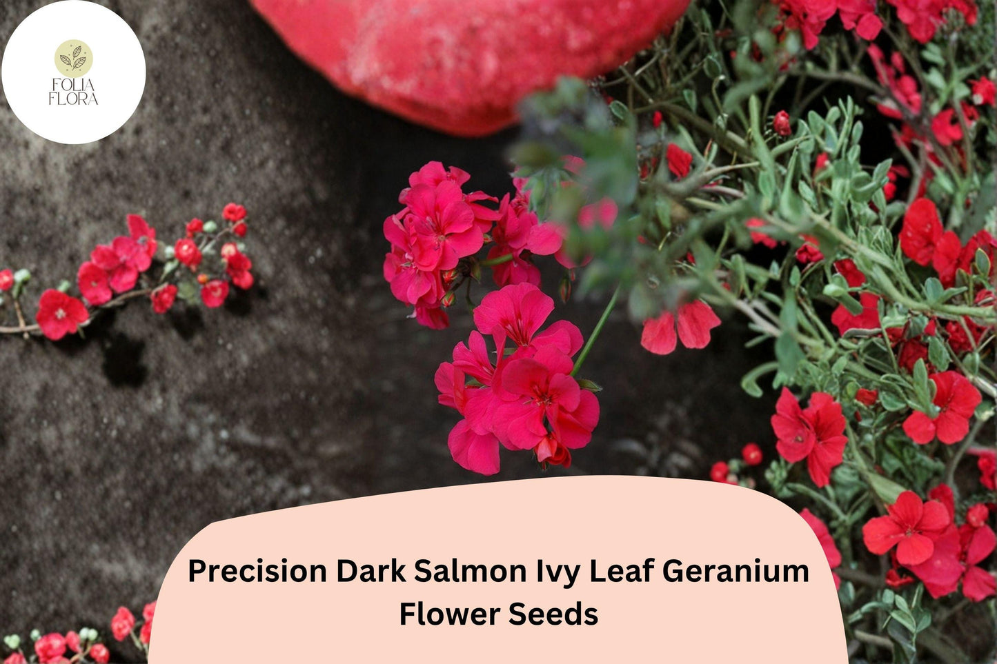 25+ Precision Dark Salmon Ivy Leaf Geranium Seeds | Trailing Geranium | Salmon Blooms for Hanging Baskets