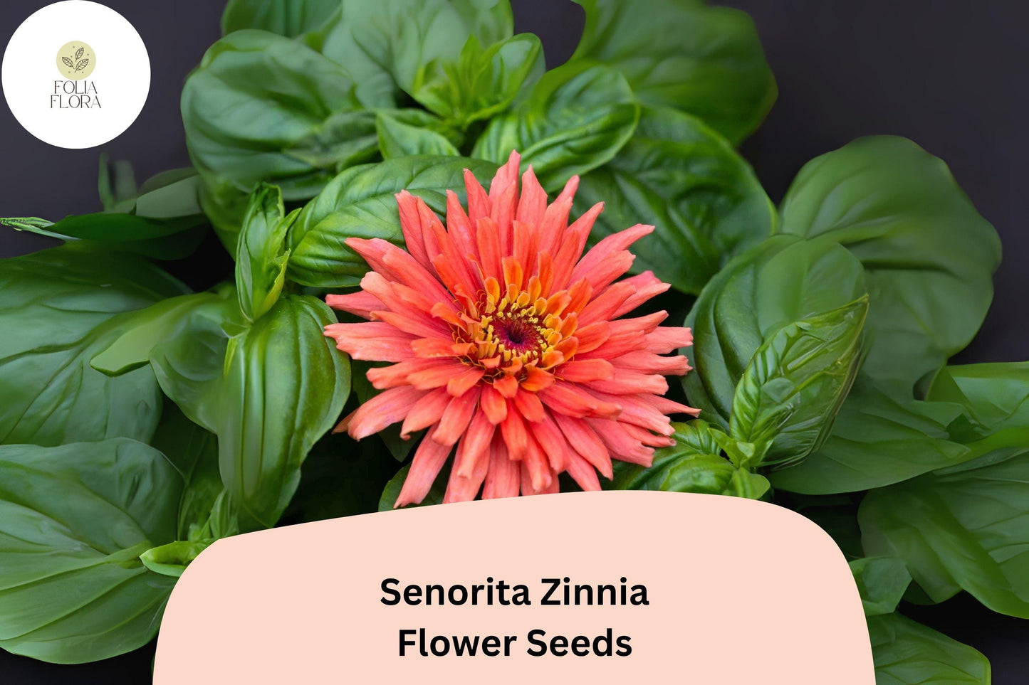 100+ Señorita Zinnia Seeds – Bright Pink Blooms for Garden Planting, Borders & Cut Flowers