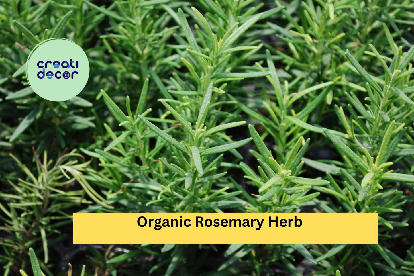 Organic Rosemary – 12 Live Cuttings (10" Each), Salvia rosmarinus Herb Starter Plants, Culinary & Ornamental Evergreen Shrub