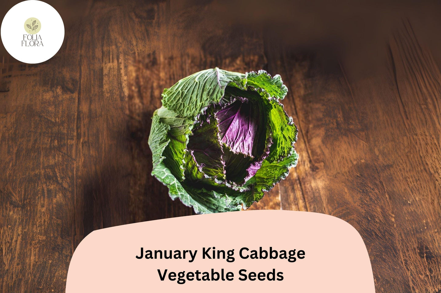 500+ January King Cabbage Seeds | Brassica oleracea | Heirloom Winter Savoy-Type Cabbage for Garden Planting
