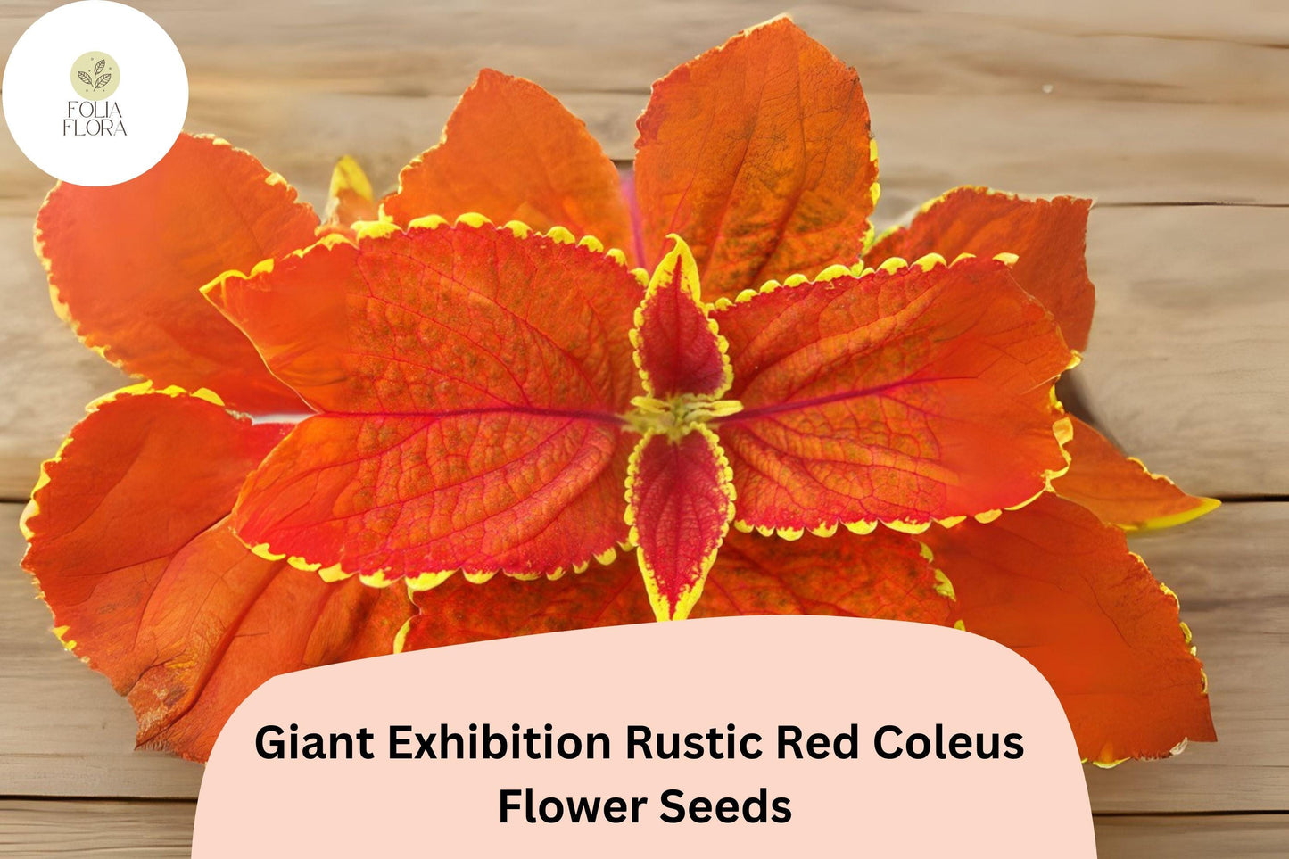 25+ Giant Exhibition Rustic Red Coleus Seeds | Large Shade Plant | Deep Red Foliage Annual | Garden Bedding Seeds