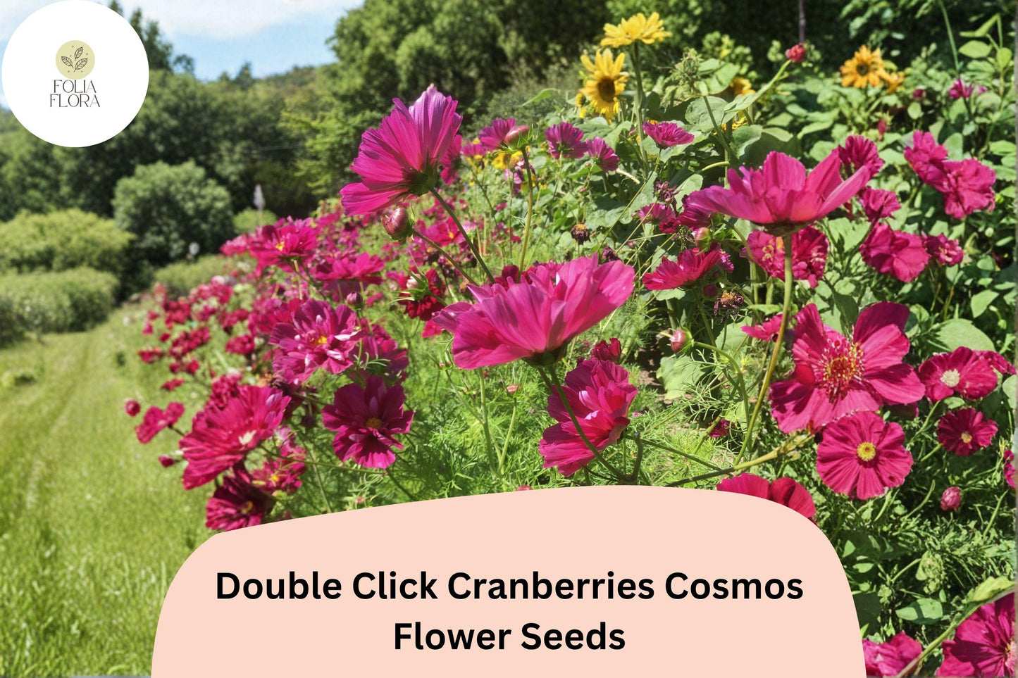 200+ Double Click Cranberries Cosmos Seeds | Cosmos Bipinnatus Deep Red Double Flower Seeds