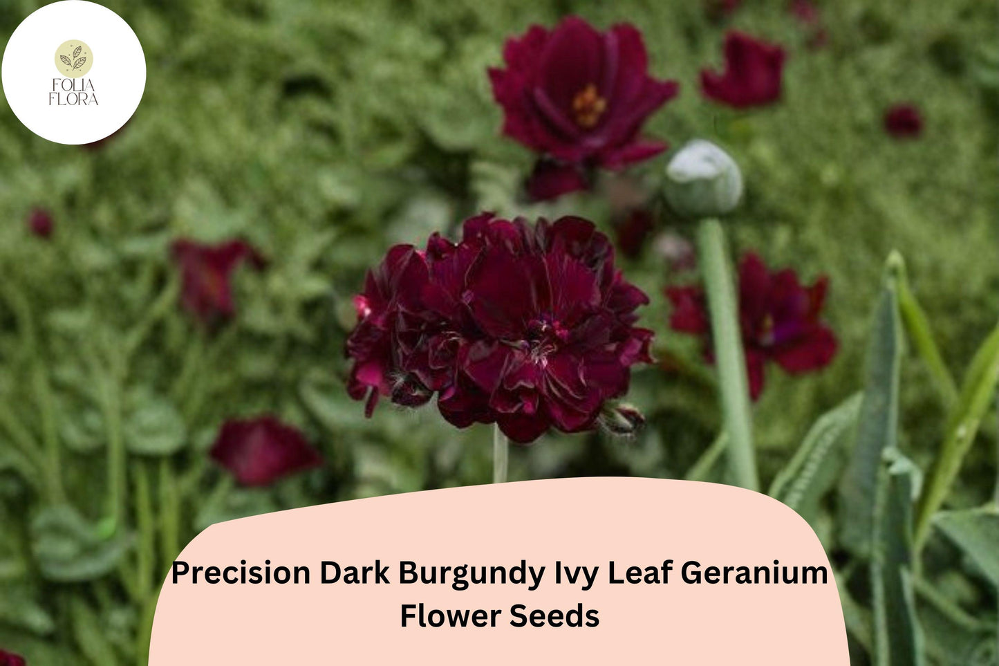 25+ Precision Dark Burgundy Ivy Leaf Geranium Seeds | Trailing Geranium | Deep Burgundy Blooms for Hanging Baskets