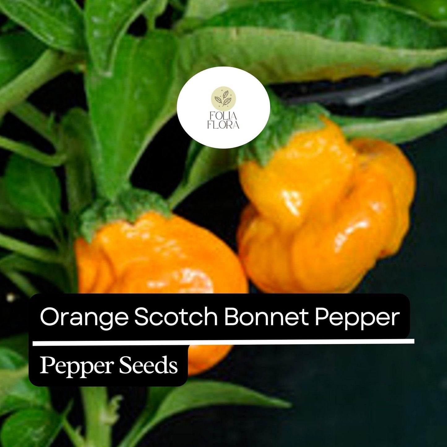 20 Orange Scotch Bonnet Pepper Seeds – Heirloom, Hot & Spicy – Non-GMO, Fresh Seeds